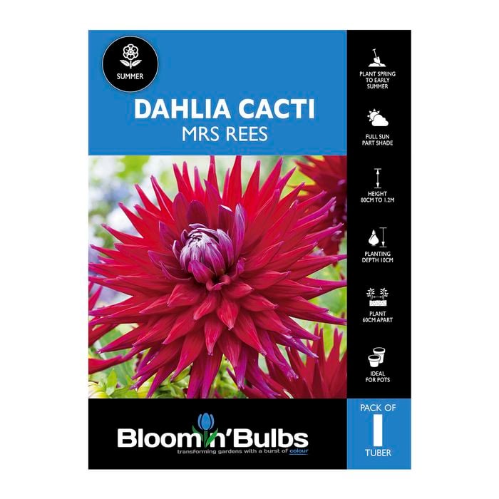 Bloomin' Bulbs Dahlia Mrs Rees - 1 Pack