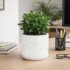 EDEN 12cm White Terrazzo Indoor Concrete Planter - 120mm
