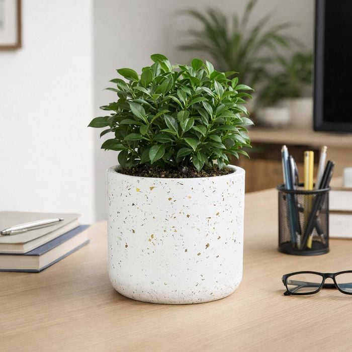 EDEN 12cm White Terrazzo Indoor Concrete Planter - 120mm