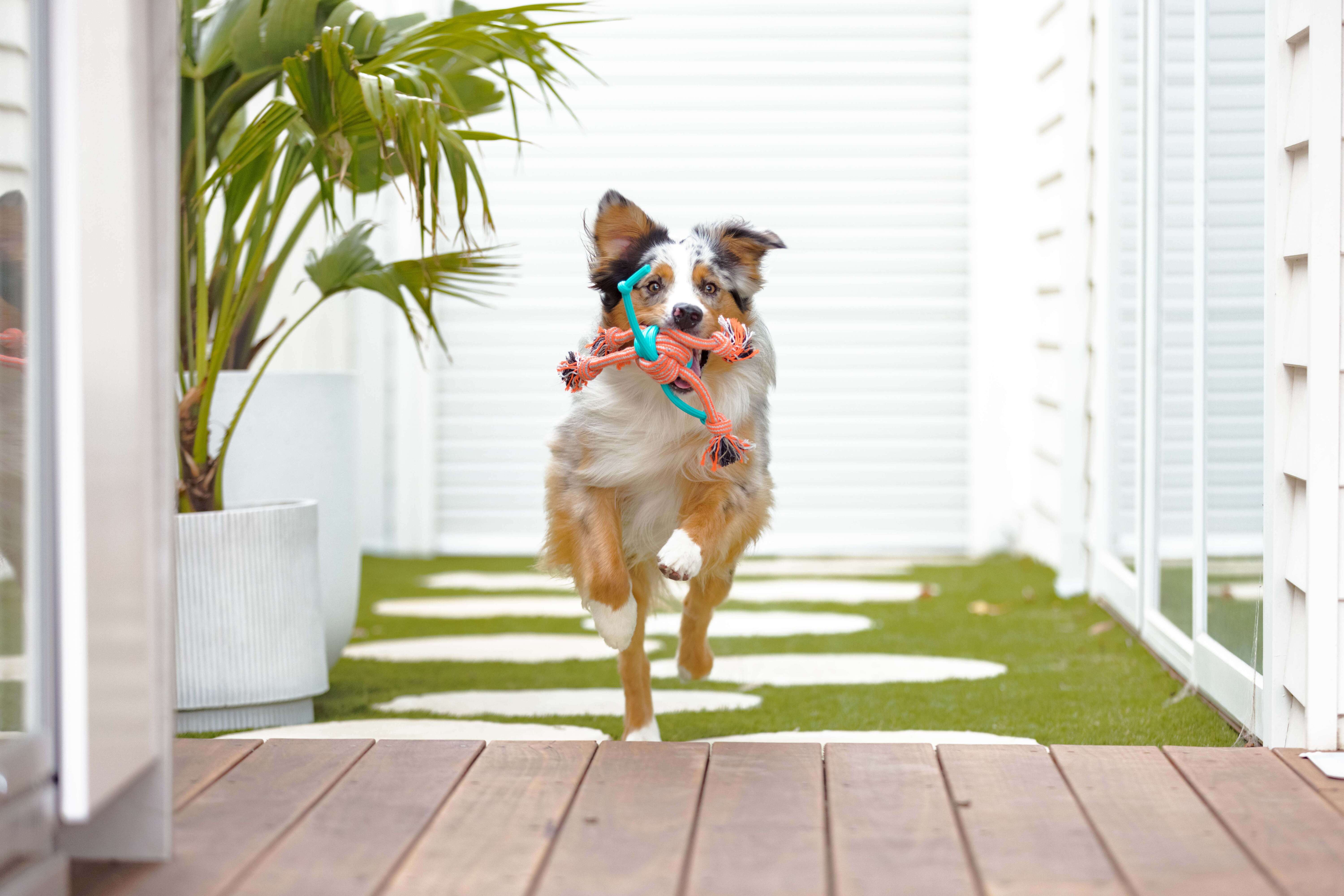 Dog toys bunnings online