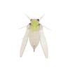 Jackson Namazemi Cicada 42mm Topwater Fishing Lure SMN