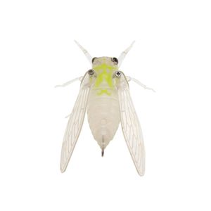 Jackson Namazemi Cicada 42mm Topwater Fishing Lure SMN