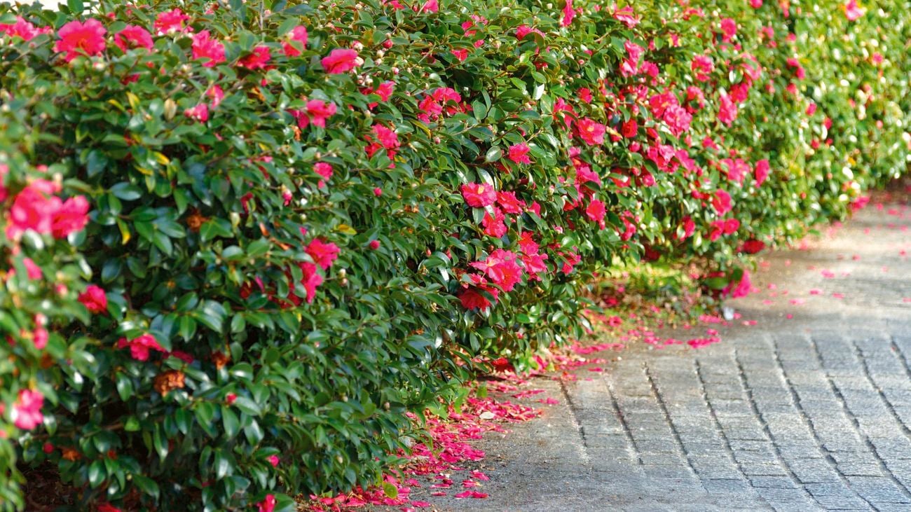 A hedge of camellia sasanqua flowers
