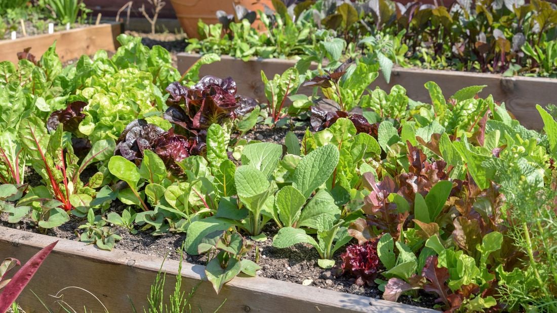 A garden bed holding a variety of vegetables
