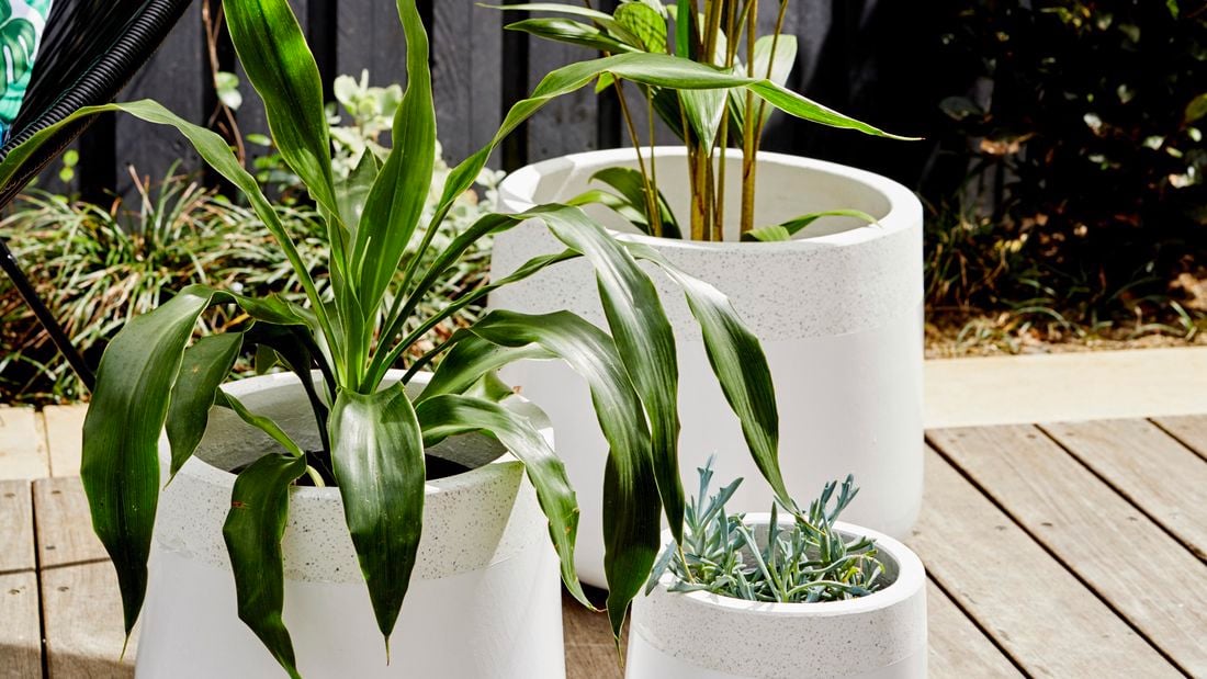Three white ceramic pots outside on deck.