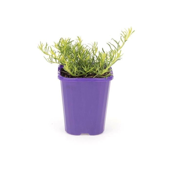 85mm Step-ables - Myoporum Parvifolium Fine Leaf