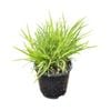  1.3L Pepe Flax - Phormium pepe