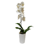 120mm Moth Orchid White - Phalaenopsis