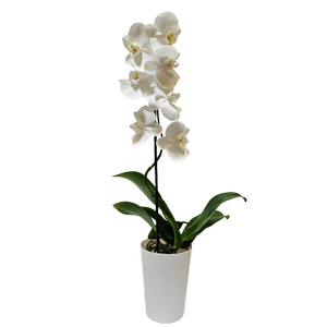 120mm Moth Orchid White - Phalaenopsis