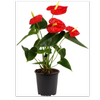 140mm Flamingo Plant - Anthurium andraeanum Red Winner