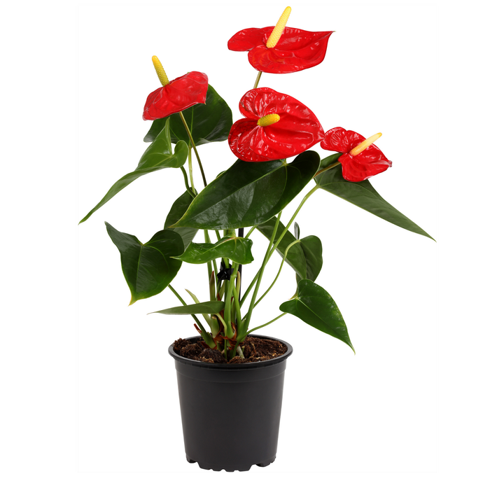 140mm Flamingo Plant - Anthurium andraeanum Red Winner