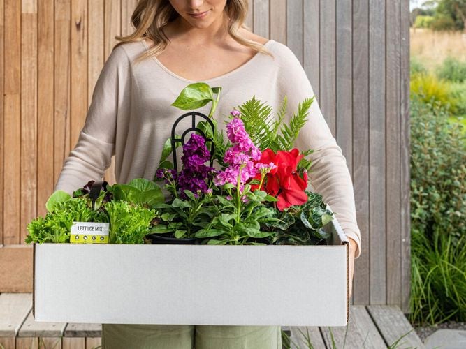 lady carrying a white box with assorted plants