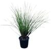1.3L Frosty Top Grass - Lomandra Frosty Tops