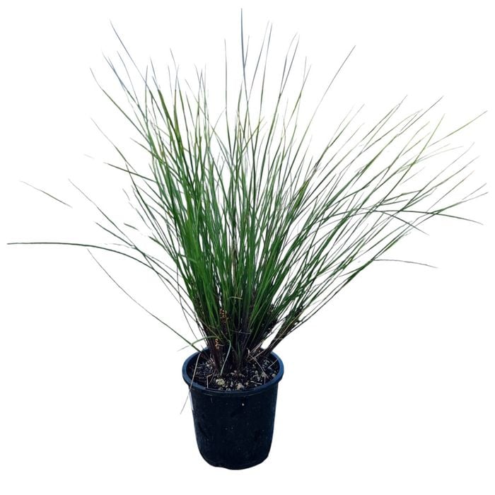 1.3L Frosty Top Grass - Lomandra Frosty Tops