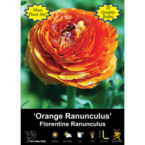 Yarra Valley Bulbs Ranunculus Florentine Orange - 20 Pack