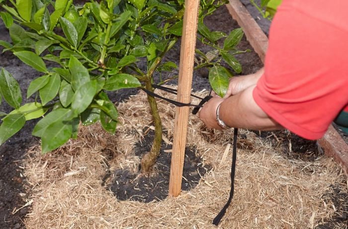 A sapling being tied to an upright stake with fabric ties
