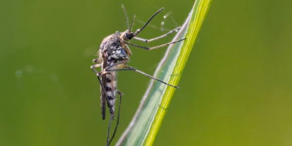 For most mosquito species, that starts with egg rafts that are laid on the surface of water pools by female mosquitoes after they have bitten someone and taken in a blood meal.