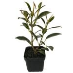 50mm Bonsai Starter Punnet