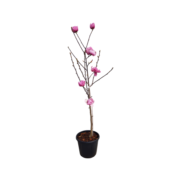 30L Magnolia Brixton Belle - Magnolia soulangeana hybrid Brixton Belle