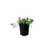 140mm Myoporum Garden Armour - Myoporum parvifolium