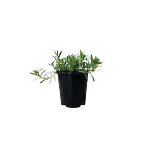 140mm Myoporum Garden Armour - Myoporum parvifolium
