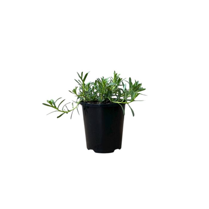 140mm Myoporum Garden Armour - Myoporum parvifolium