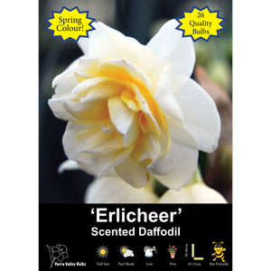 Yarra Valley Bulbs Daffodil Erlicheer - 26 Pack