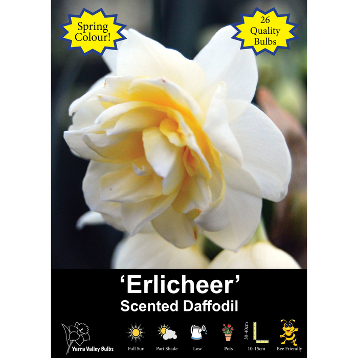 Yarra Valley Bulbs Daffodil Erlicheer - 26 Pack