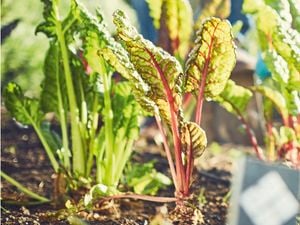 Young leafy greens growing in the soil.