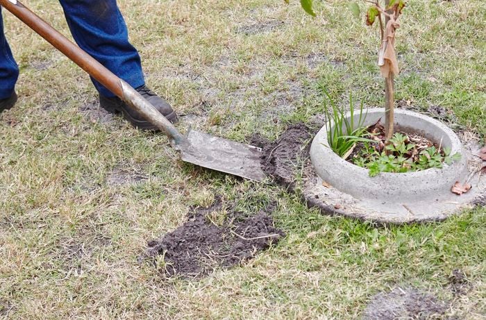 Person digging a perimeter around a tree.