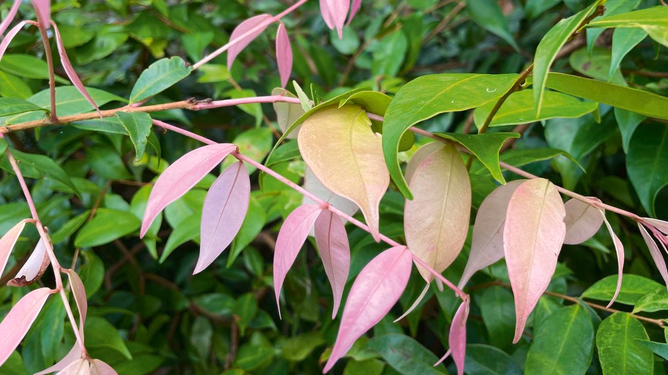 Pink leaves of a weeping lilly pilly.