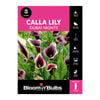 Bloomin' Bulbs Calla Lily Dubai Nights - 1 Pack