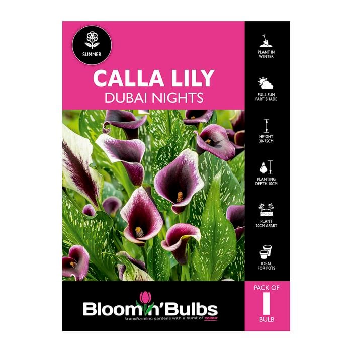 Bloomin' Bulbs Calla Lily Dubai Nights - 1 Pack