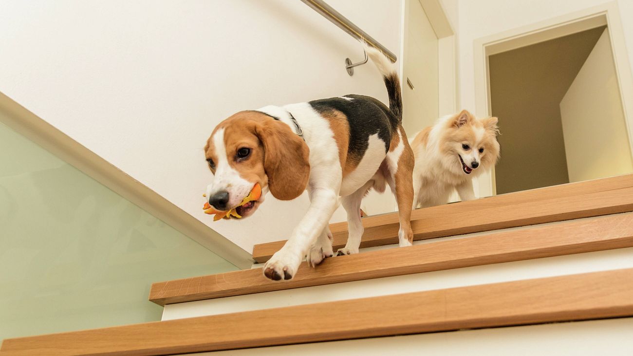  A dog with a dog toy in its mouth walking down some timber stairs, followed by another dog behind it