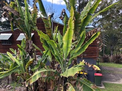 Banana leaf with banana bunchy top virus – Leaf – Medium