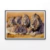 Lions Resting In the Grasslands  Print 100% Australian Made 90x60cm  (Poster)