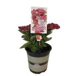 2.5L Hydrangea Strawberry And Cream - Hydrangea macrophylla