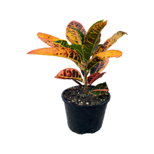 140mm Assorted Croton - Codiaeum