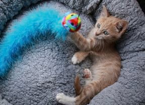 A small orange-coloured kitten lying in a grey pet bed, keeps busy by batting at a blue fuzzy toy with a colourful ball at the end