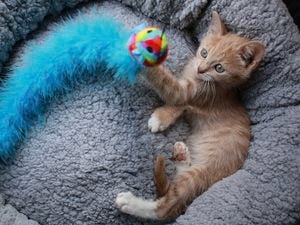 A small orange-coloured kitten lying in a grey pet bed, keeps busy by batting at a blue fuzzy toy with a colourful ball at the end