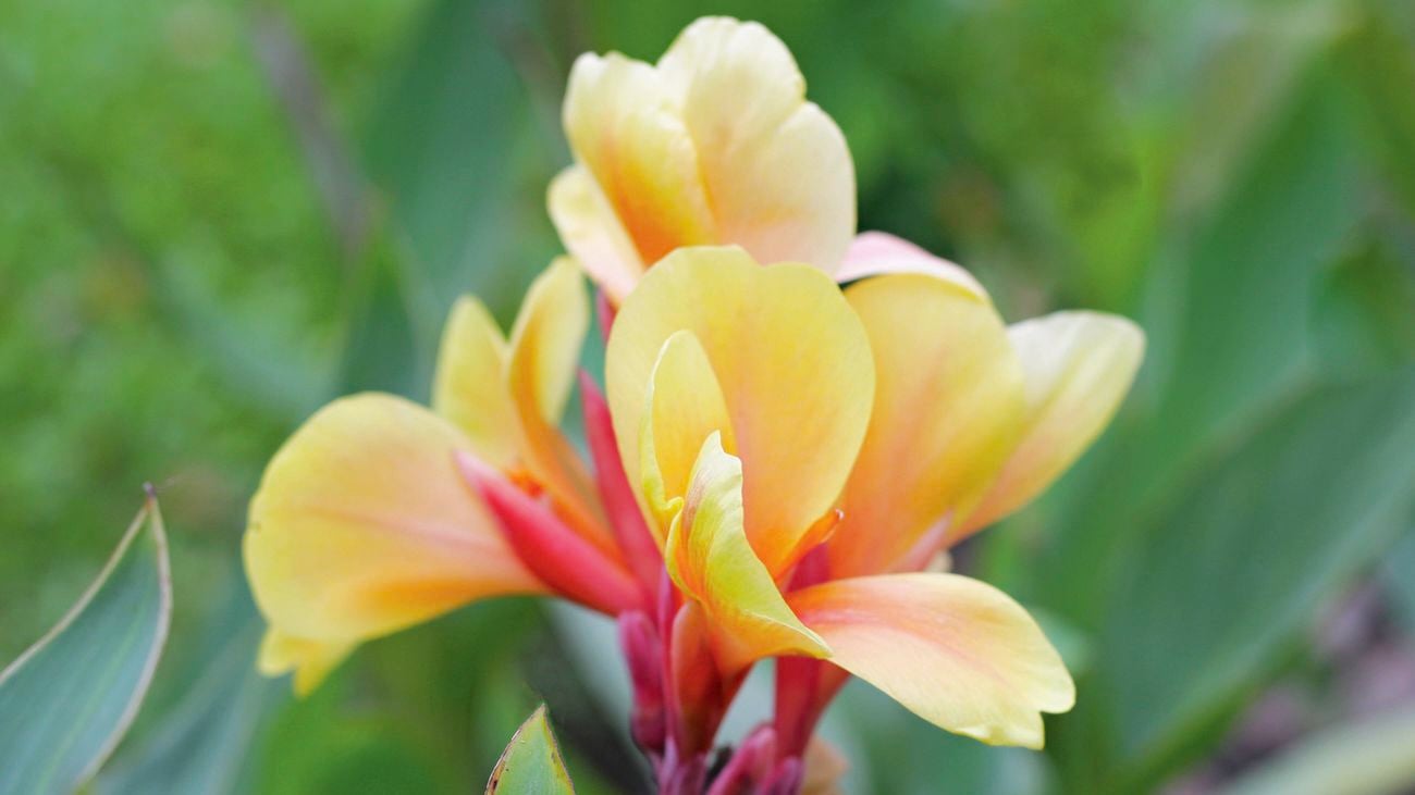 Close up image of a yellow and pink Canna lily flower.  
