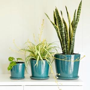 Three indoor plants in teal gloss pots.