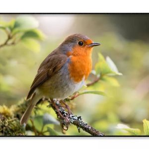 Bird On Tree Photograph View   Print 100% Australian Made 120x90cm  (Poster)