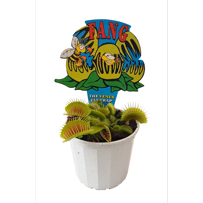 70mm Venus Flytrap - Dionaea muscipula