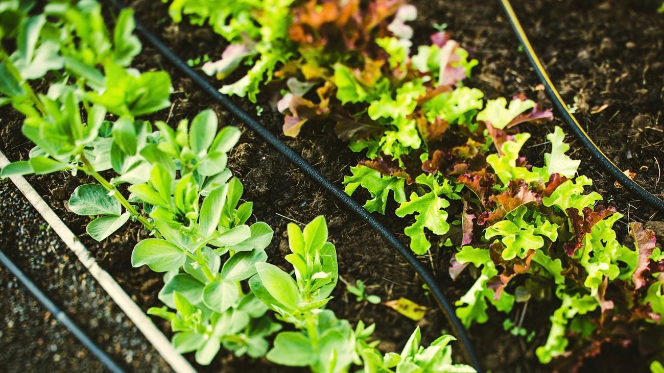 A soaker hose irrigation system lines a garden bed