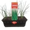 Onion Chives Punnet - Allium schoenoprasum