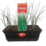 Onion Chives Punnet - Allium schoenoprasum
