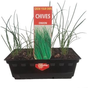 Onion Chives Punnet - Allium schoenoprasum