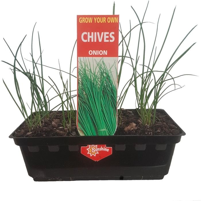 Onion Chives Punnet - Allium schoenoprasum