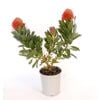 150mm Leucospermum Ayoba Red - Leucospermum cordifolium Patersonii